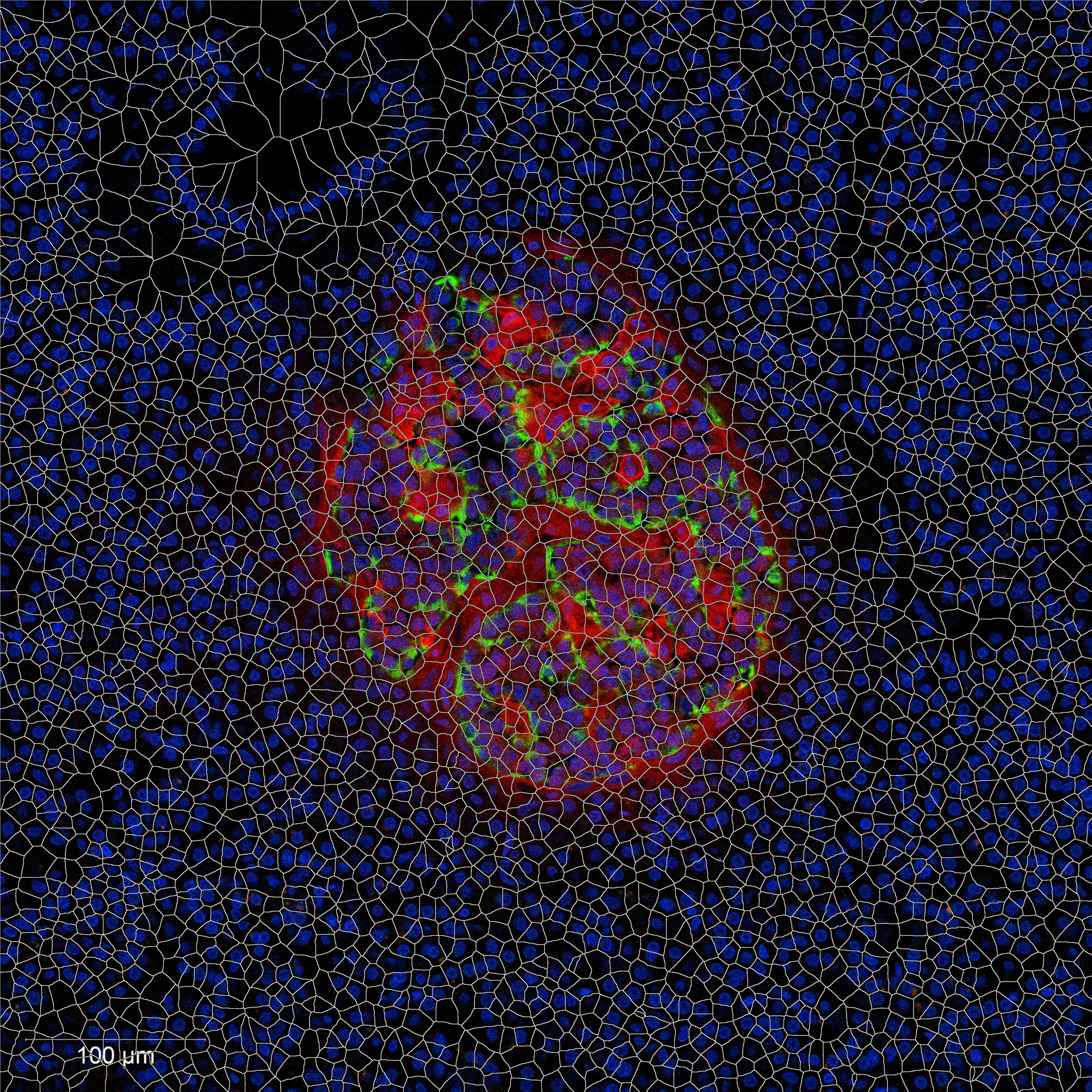 Cell boundaries segmentation overlay